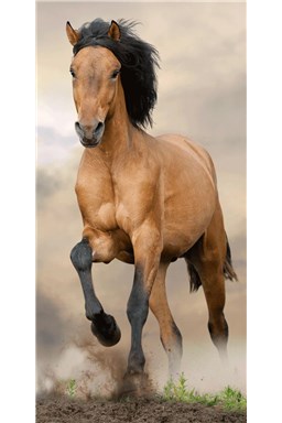 Osuška Horse brown 70x140 cm